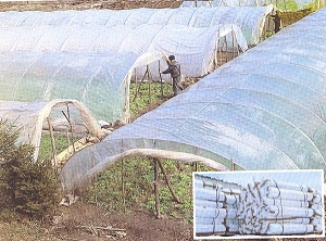 Plastika ad Nova Varoš plastenici